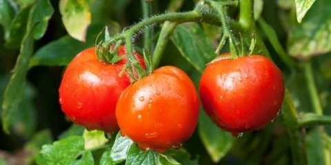 Ruski paradajz stabla jabuke